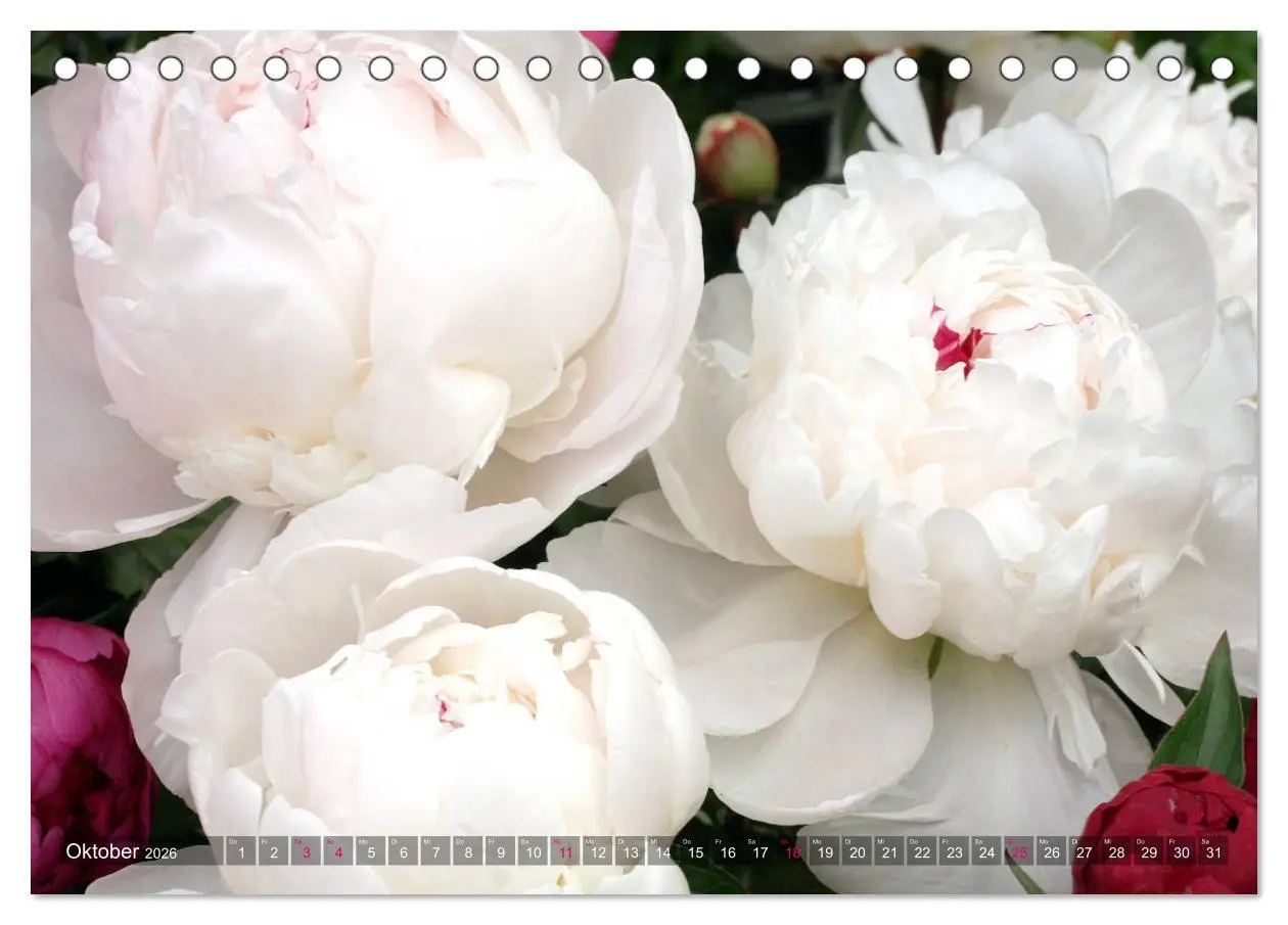 Bild: 9783457703090 | Weiße Frühlingsblüten (Tischkalender 2026 DIN A5 quer), CALVENDO...