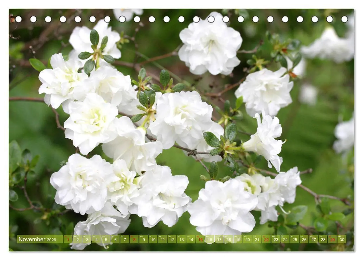 Bild: 9783457703090 | Weiße Frühlingsblüten (Tischkalender 2026 DIN A5 quer), CALVENDO...