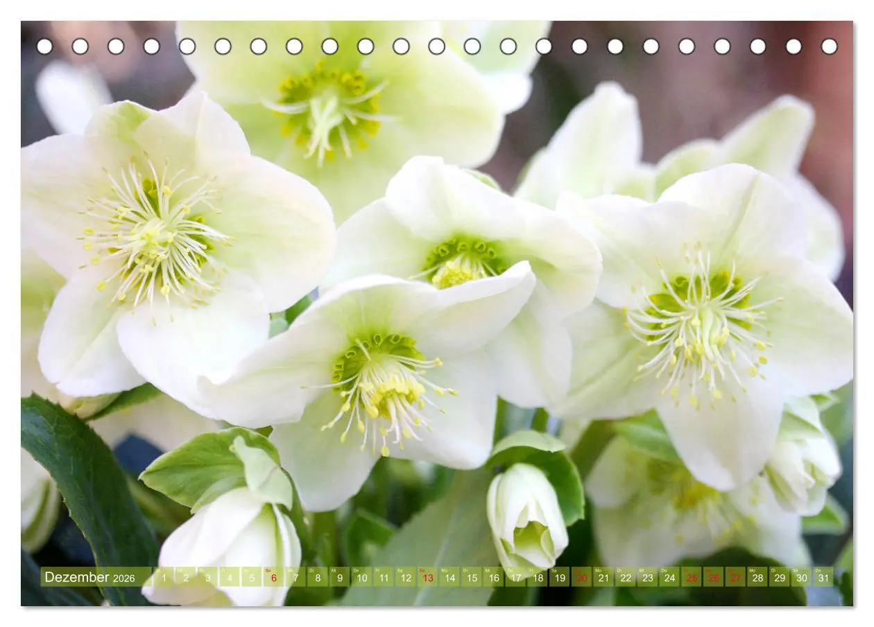 Bild: 9783457703090 | Weiße Frühlingsblüten (Tischkalender 2026 DIN A5 quer), CALVENDO...