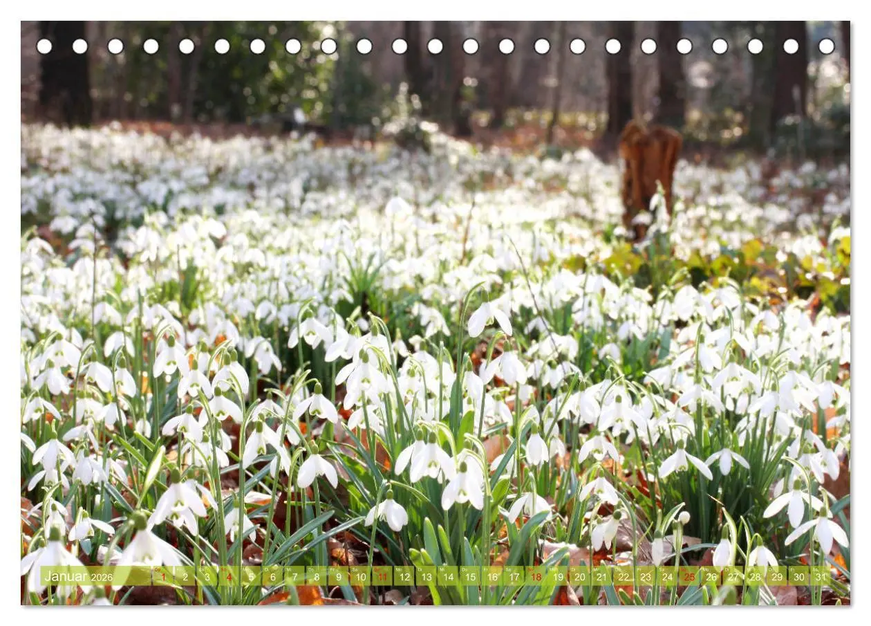 Bild: 9783457703090 | Weiße Frühlingsblüten (Tischkalender 2026 DIN A5 quer), CALVENDO...