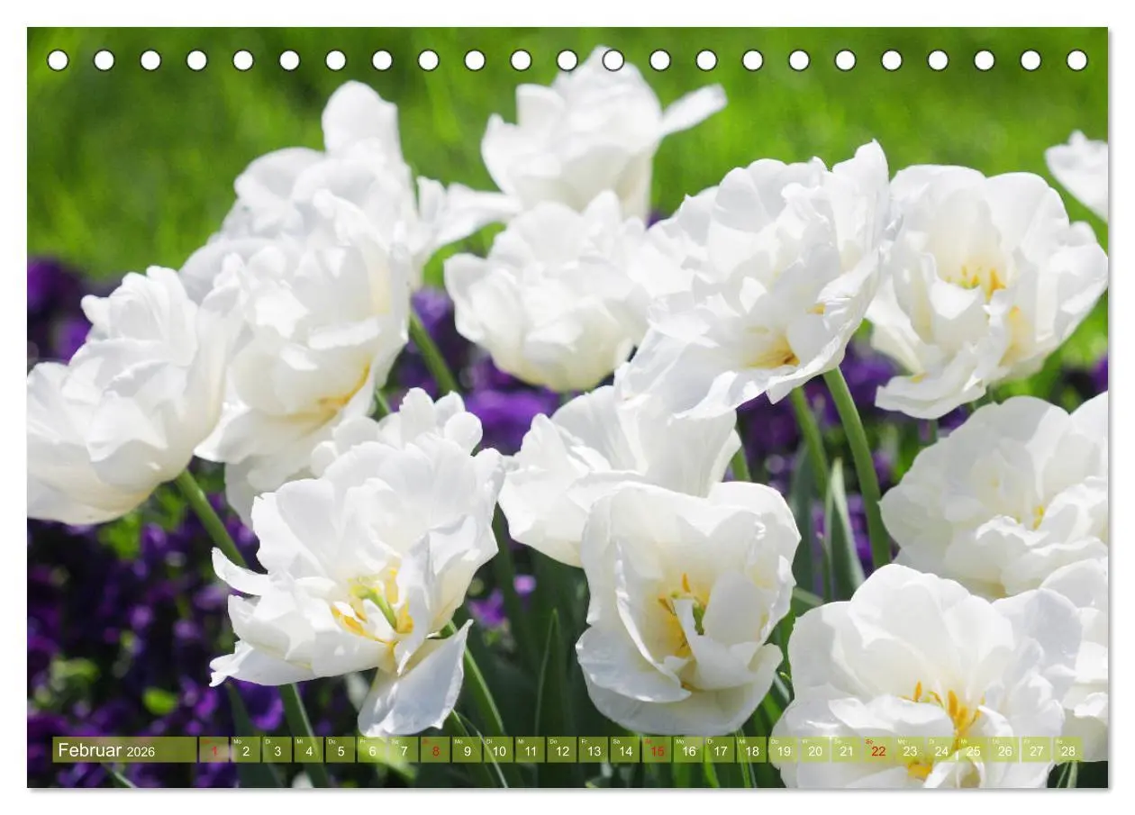 Bild: 9783457703090 | Weiße Frühlingsblüten (Tischkalender 2026 DIN A5 quer), CALVENDO...