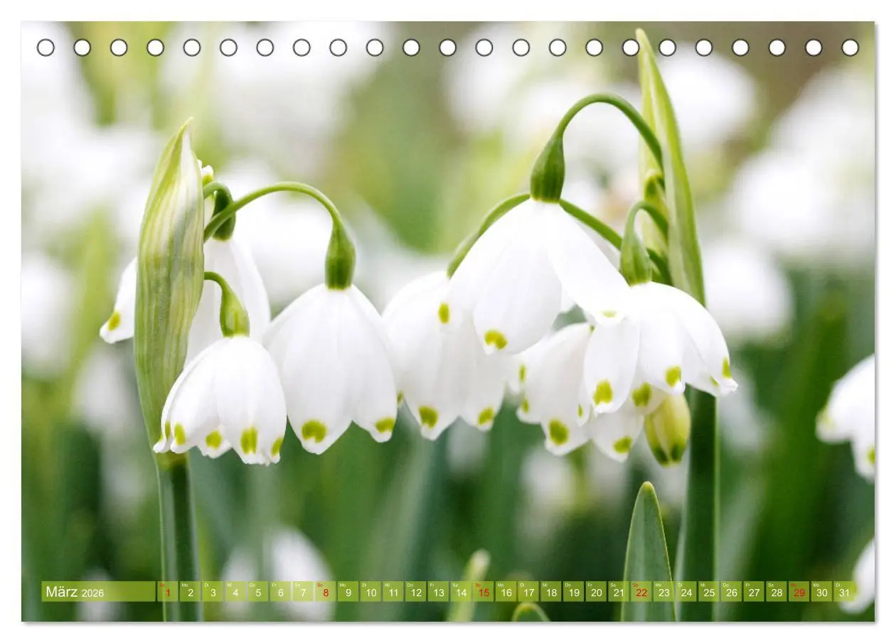 Bild: 9783457703090 | Weiße Frühlingsblüten (Tischkalender 2026 DIN A5 quer), CALVENDO...