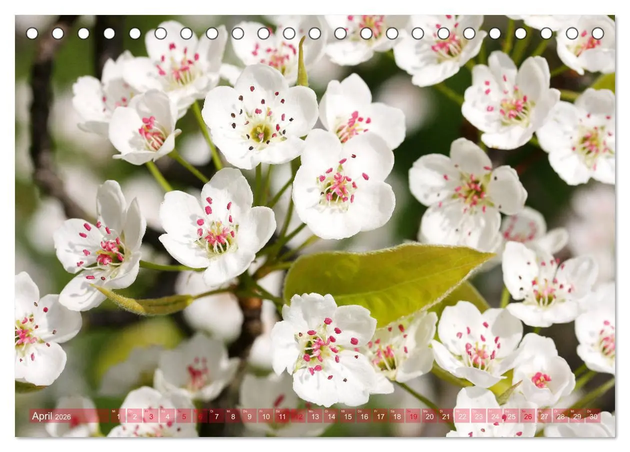 Bild: 9783457703090 | Weiße Frühlingsblüten (Tischkalender 2026 DIN A5 quer), CALVENDO...