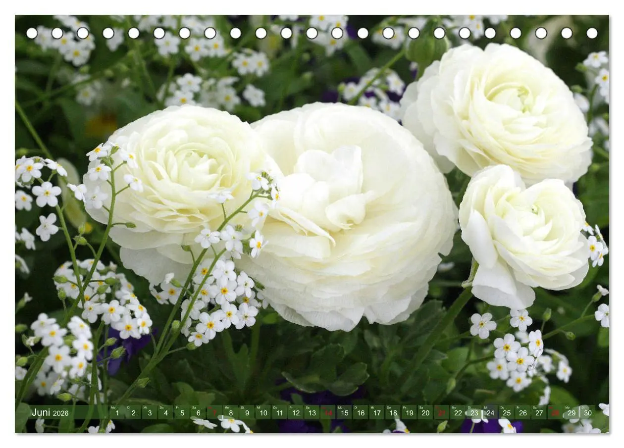 Bild: 9783457703090 | Weiße Frühlingsblüten (Tischkalender 2026 DIN A5 quer), CALVENDO...