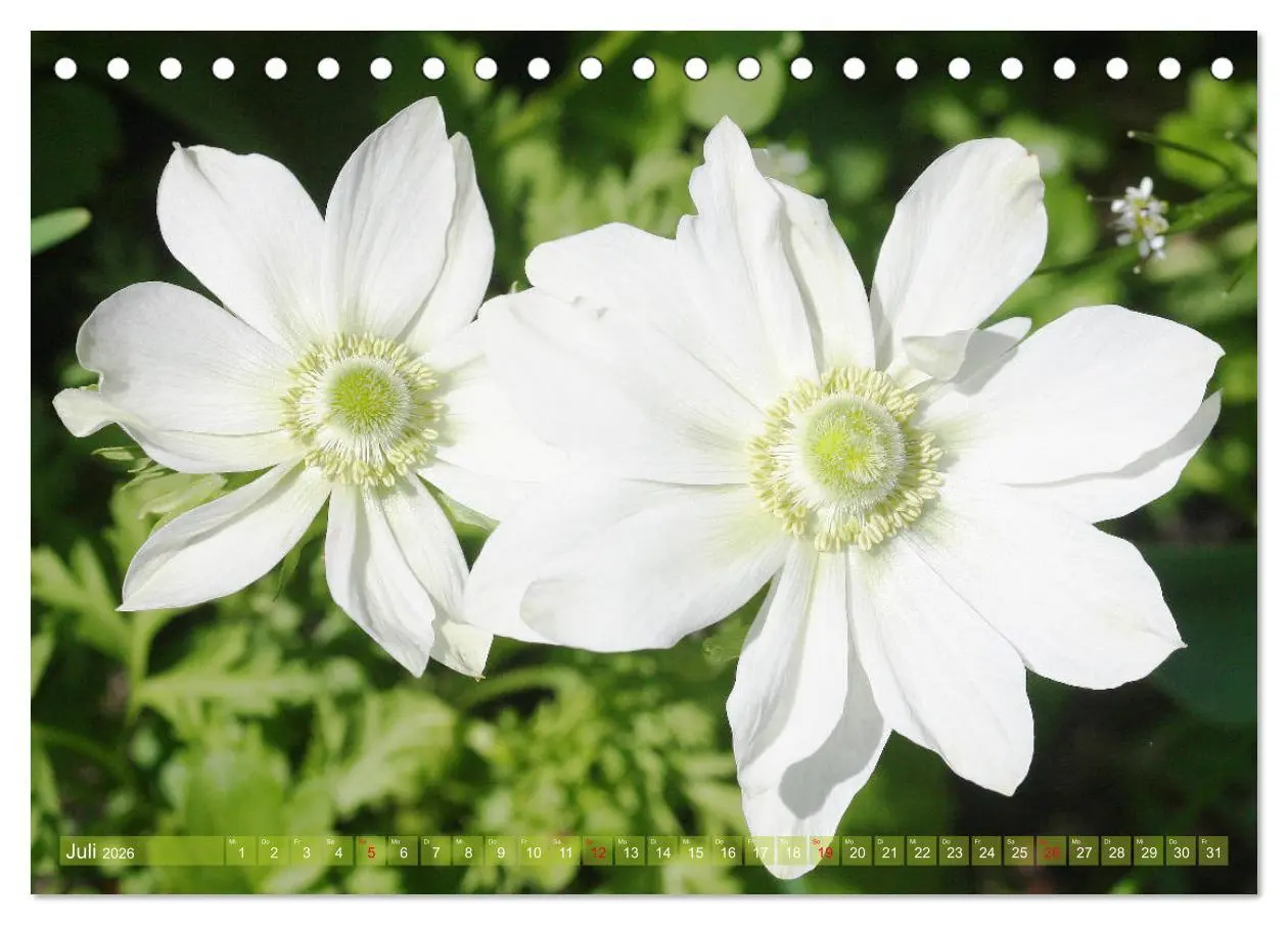 Bild: 9783457703090 | Weiße Frühlingsblüten (Tischkalender 2026 DIN A5 quer), CALVENDO...