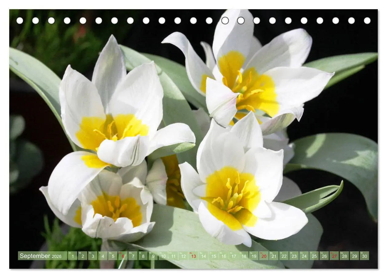 Bild: 9783457703090 | Weiße Frühlingsblüten (Tischkalender 2026 DIN A5 quer), CALVENDO...
