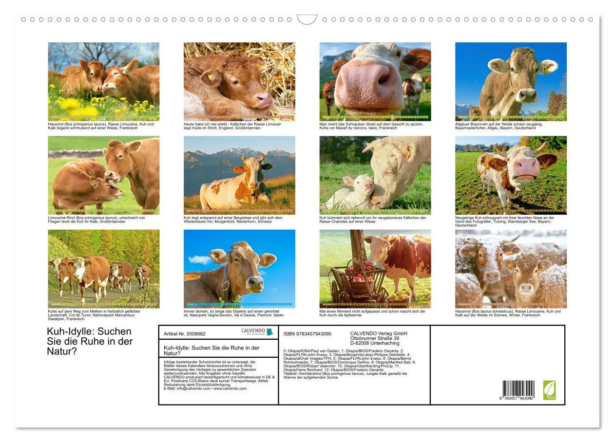 Bild: 9783457943090 | Kuh-Idylle: Suchen Sie die Ruhe in der Natur? (Wandkalender 2026...