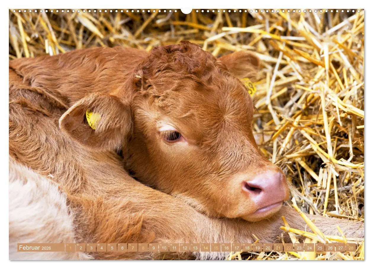 Bild: 9783457943090 | Kuh-Idylle: Suchen Sie die Ruhe in der Natur? (Wandkalender 2026...