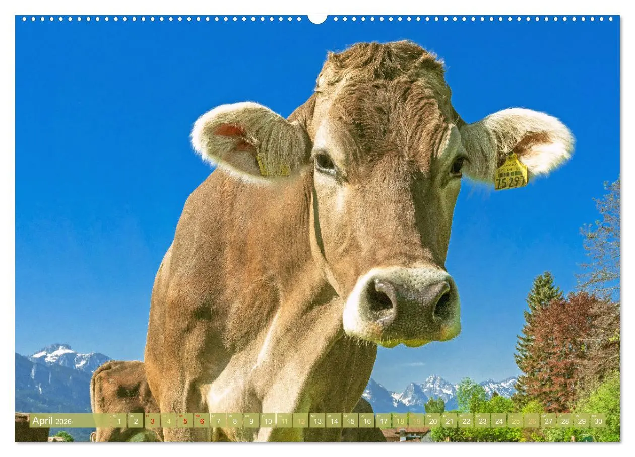 Bild: 9783457943090 | Kuh-Idylle: Suchen Sie die Ruhe in der Natur? (Wandkalender 2026...