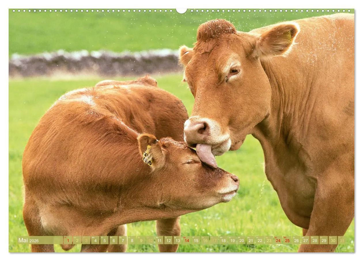 Bild: 9783457943090 | Kuh-Idylle: Suchen Sie die Ruhe in der Natur? (Wandkalender 2026...