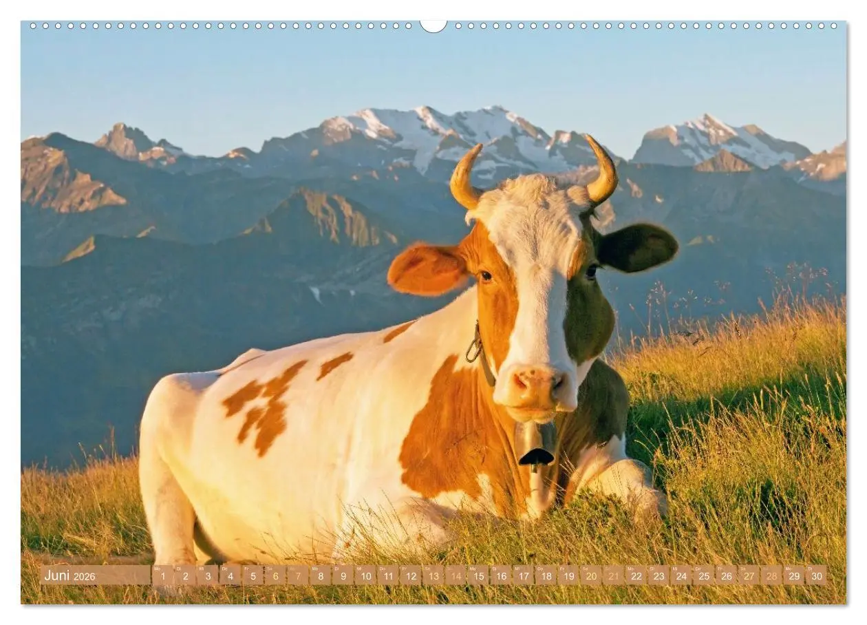 Bild: 9783457943090 | Kuh-Idylle: Suchen Sie die Ruhe in der Natur? (Wandkalender 2026...