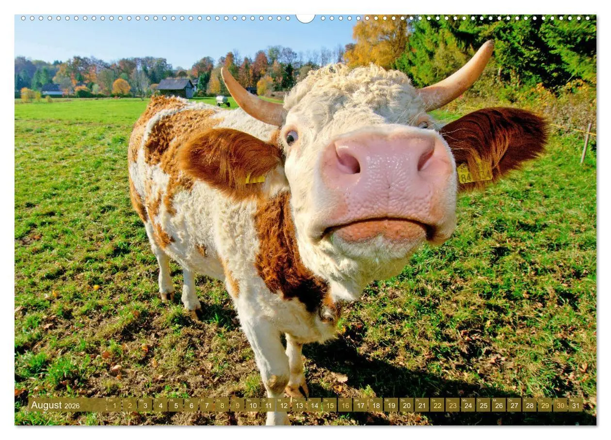 Bild: 9783457943090 | Kuh-Idylle: Suchen Sie die Ruhe in der Natur? (Wandkalender 2026...