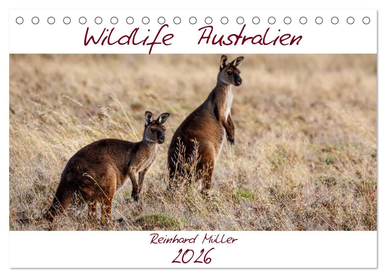 Cover: 9783457693490 | Wildlife Australien (Tischkalender 2026 DIN A5 quer), CALVENDO...