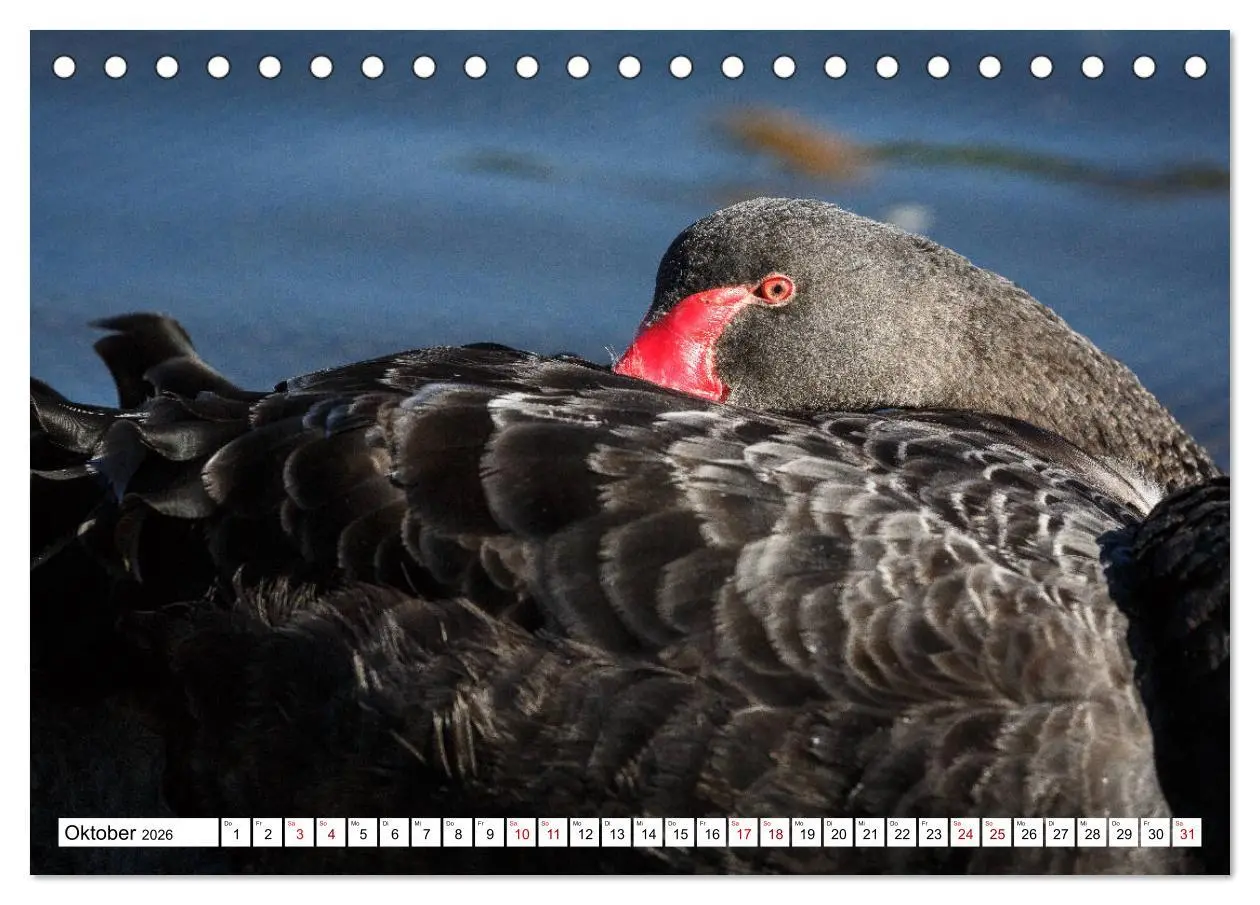 Bild: 9783457693490 | Wildlife Australien (Tischkalender 2026 DIN A5 quer), CALVENDO...