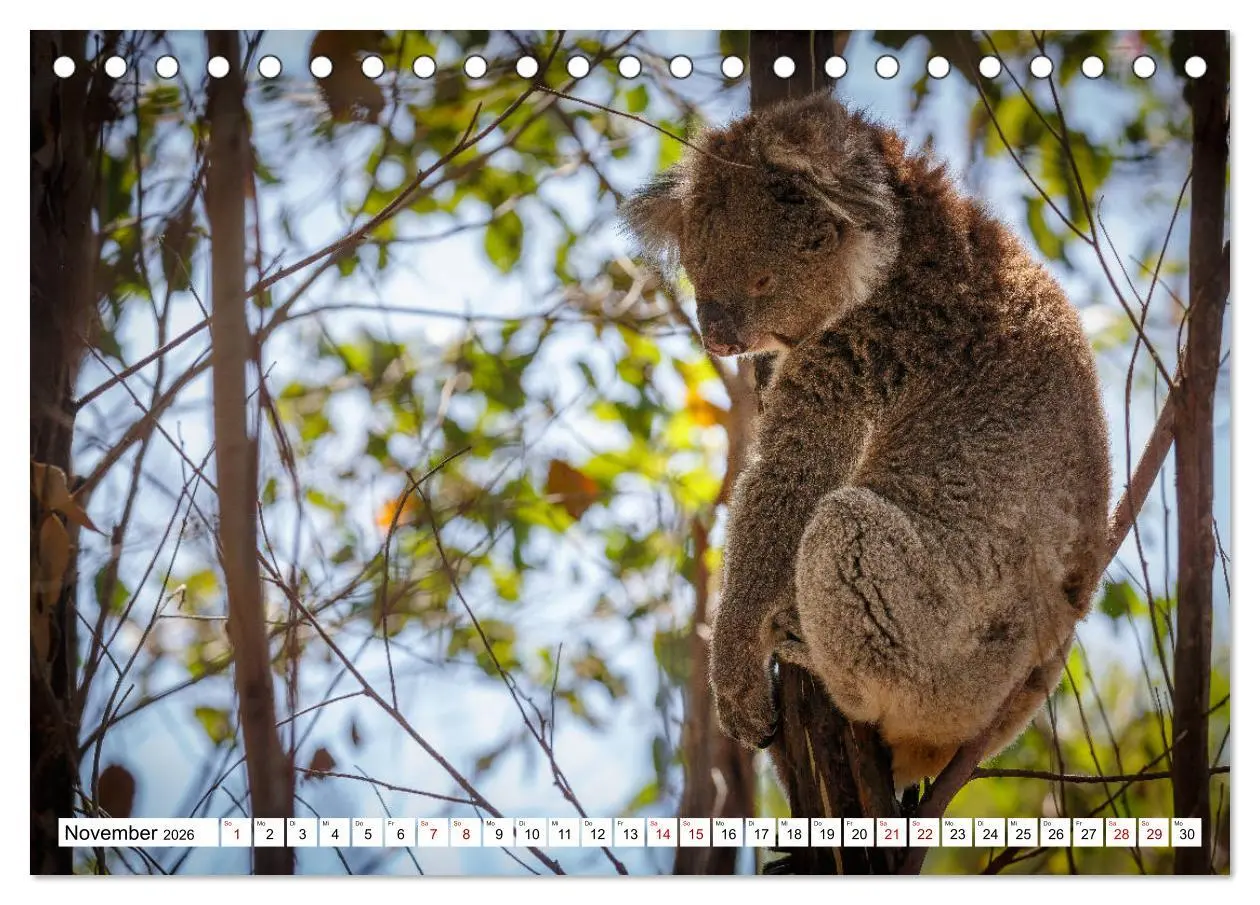 Bild: 9783457693490 | Wildlife Australien (Tischkalender 2026 DIN A5 quer), CALVENDO...