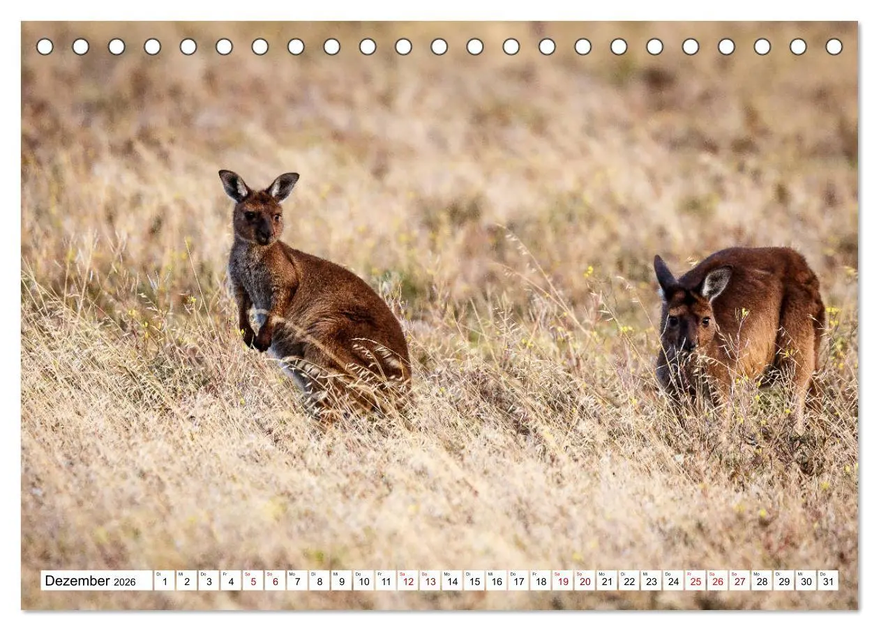 Bild: 9783457693490 | Wildlife Australien (Tischkalender 2026 DIN A5 quer), CALVENDO...