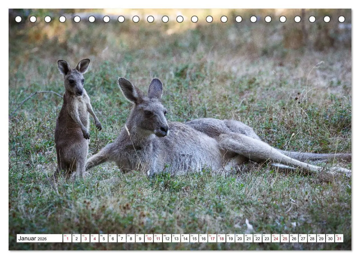 Bild: 9783457693490 | Wildlife Australien (Tischkalender 2026 DIN A5 quer), CALVENDO...