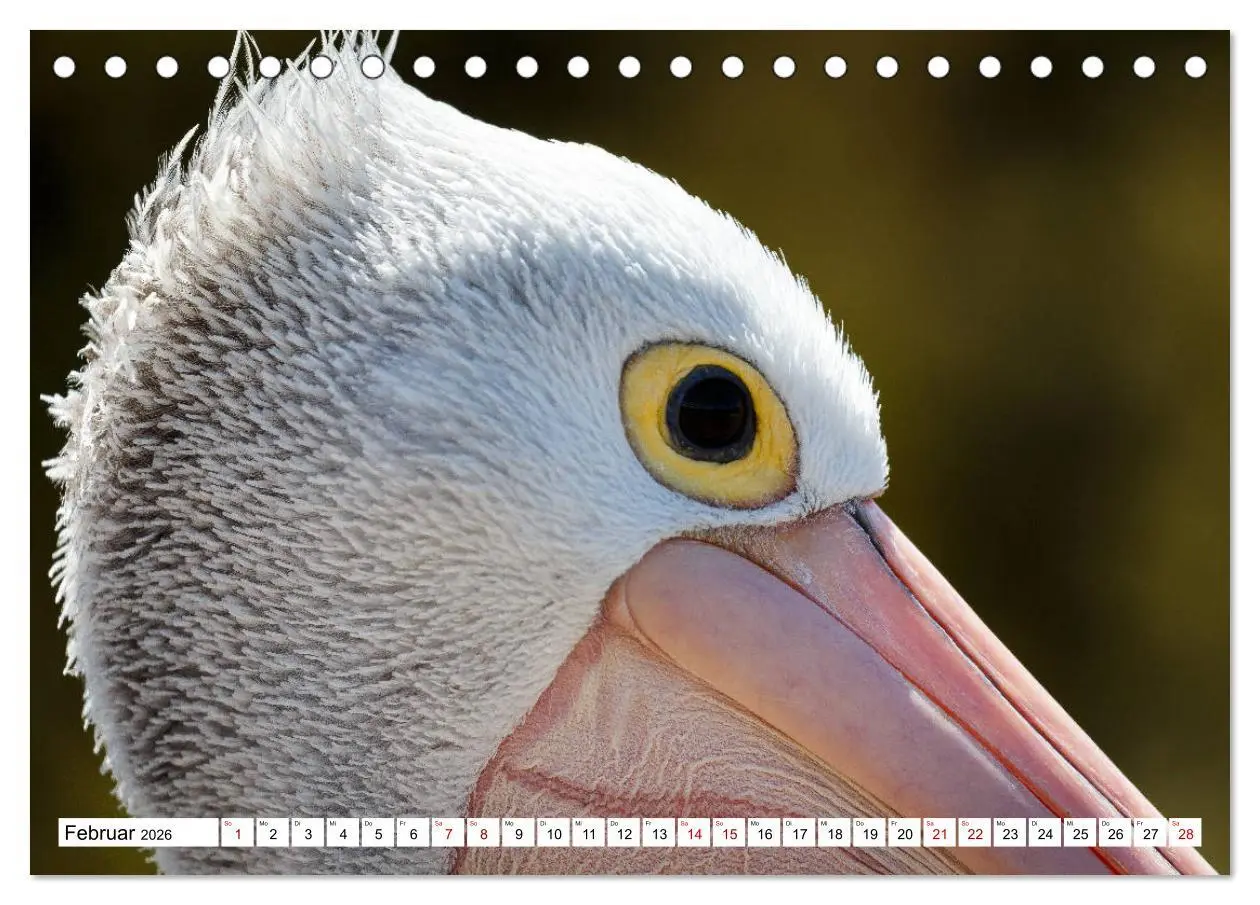 Bild: 9783457693490 | Wildlife Australien (Tischkalender 2026 DIN A5 quer), CALVENDO...