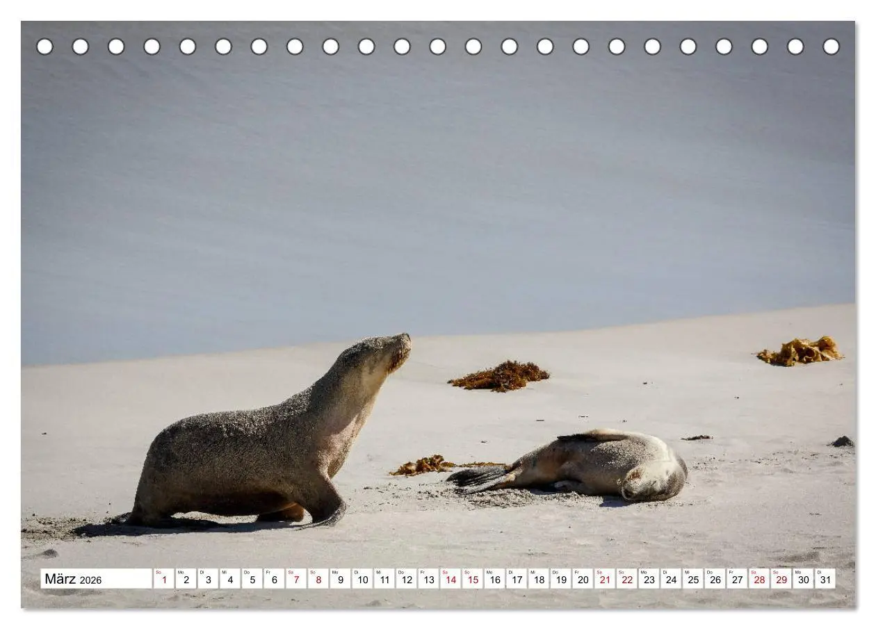 Bild: 9783457693490 | Wildlife Australien (Tischkalender 2026 DIN A5 quer), CALVENDO...