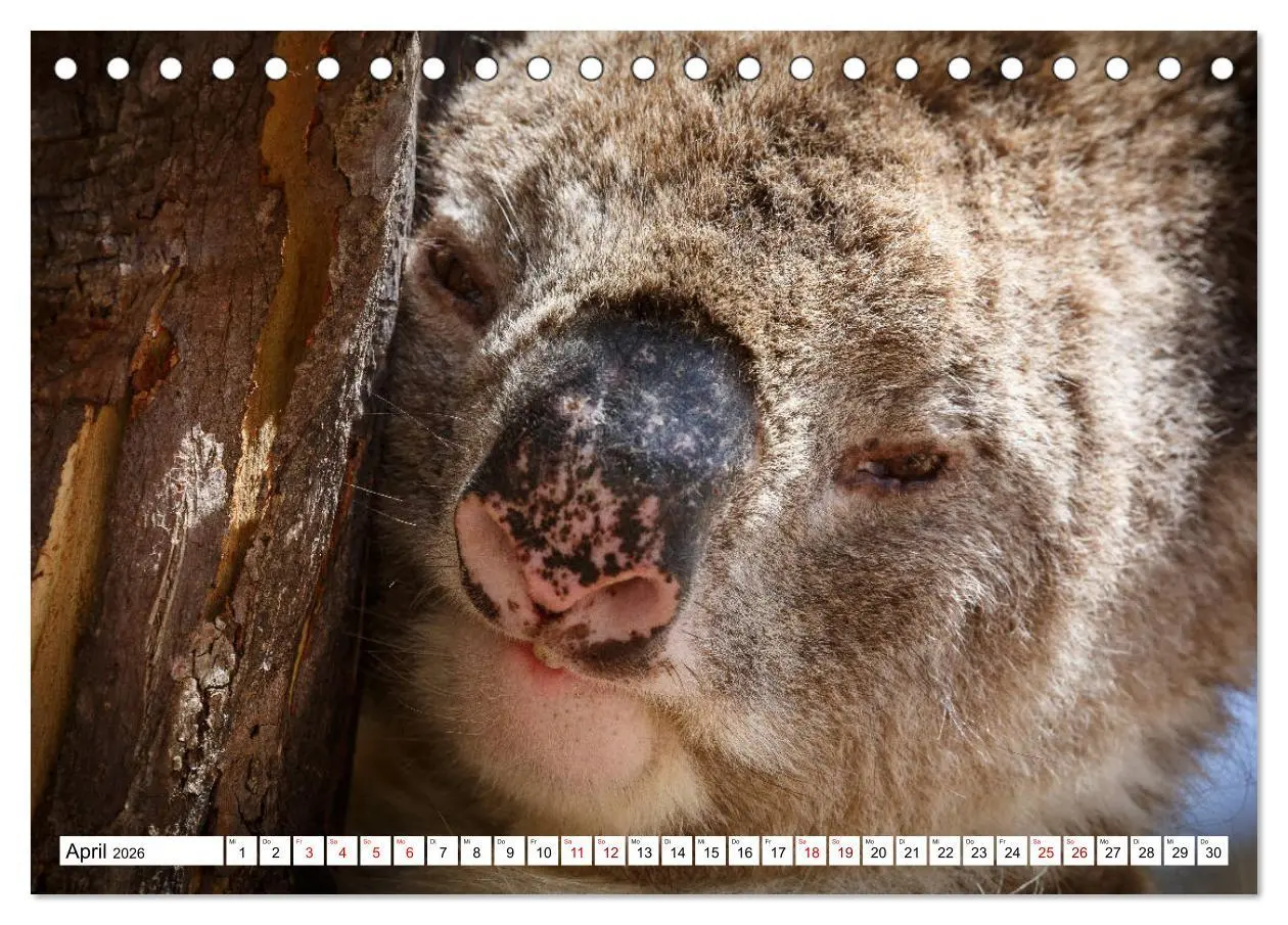 Bild: 9783457693490 | Wildlife Australien (Tischkalender 2026 DIN A5 quer), CALVENDO...