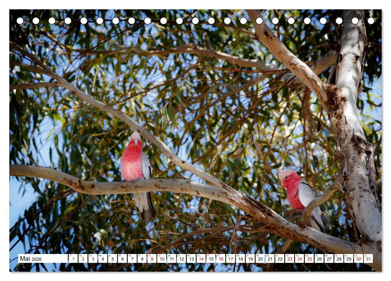 Bild: 9783457693490 | Wildlife Australien (Tischkalender 2026 DIN A5 quer), CALVENDO...