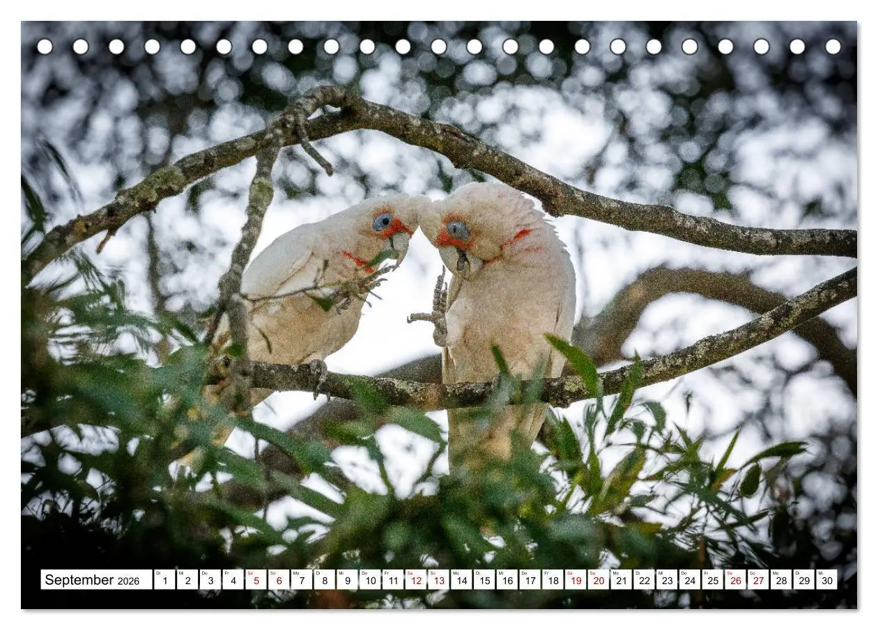Bild: 9783457693490 | Wildlife Australien (Tischkalender 2026 DIN A5 quer), CALVENDO...