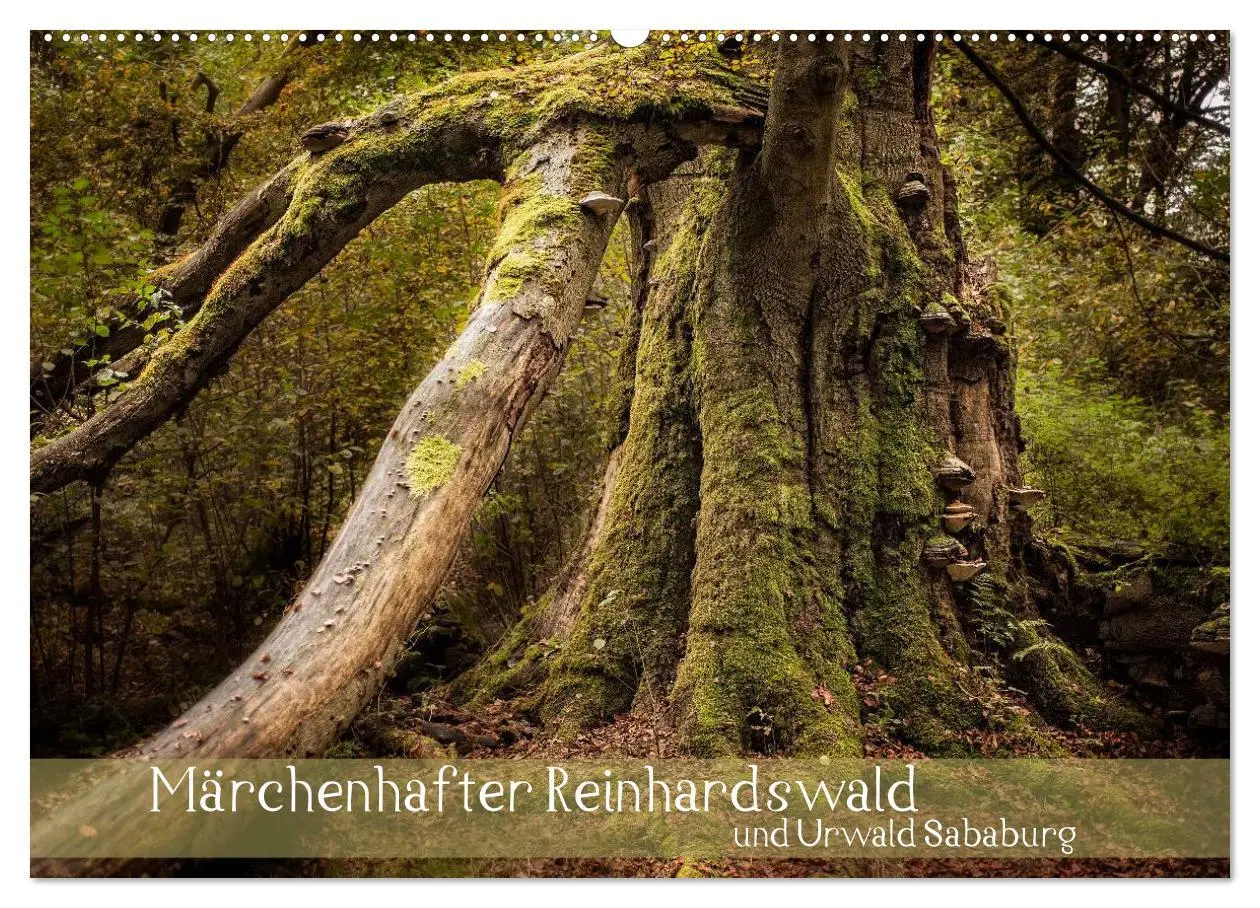 Cover: 9783516073690 | Märchenhafter Reinhardswald und Urwald Sababurg (Wandkalender 2026...