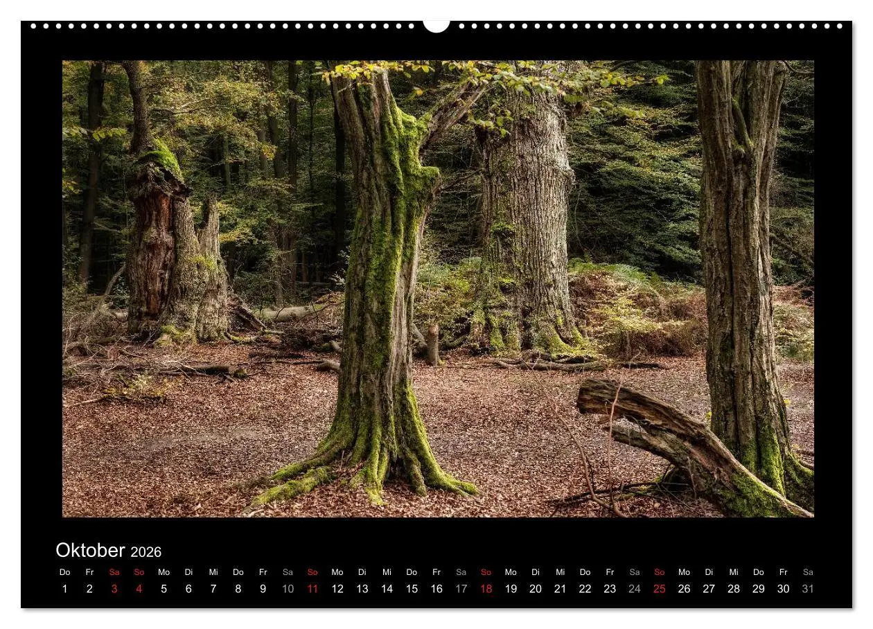 Bild: 9783516073690 | Märchenhafter Reinhardswald und Urwald Sababurg (Wandkalender 2026...