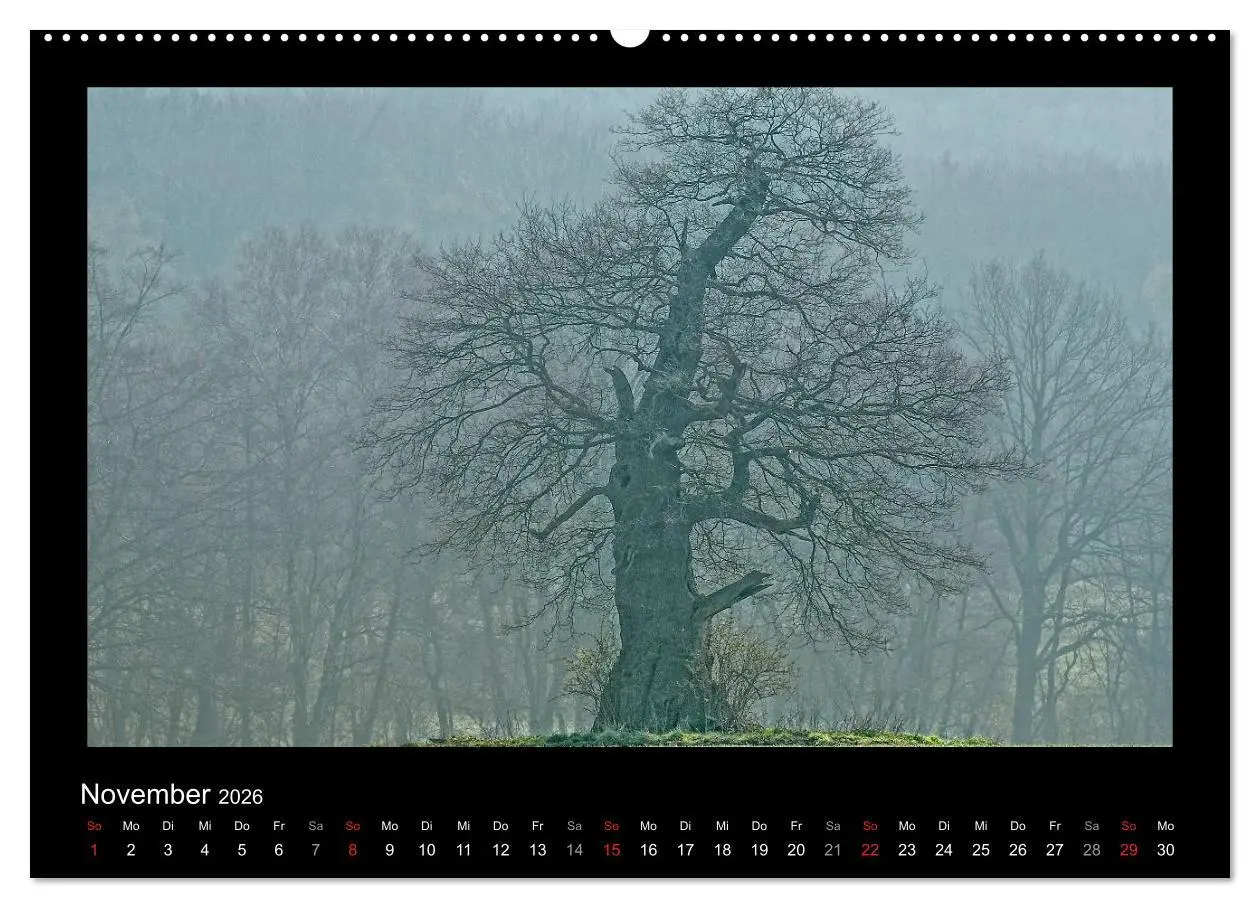 Bild: 9783516073690 | Märchenhafter Reinhardswald und Urwald Sababurg (Wandkalender 2026...