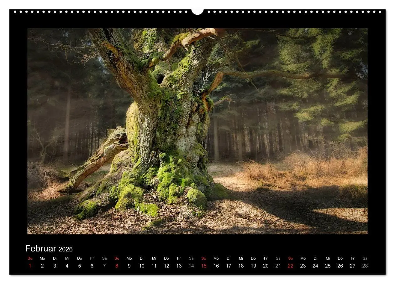 Bild: 9783516073690 | Märchenhafter Reinhardswald und Urwald Sababurg (Wandkalender 2026...