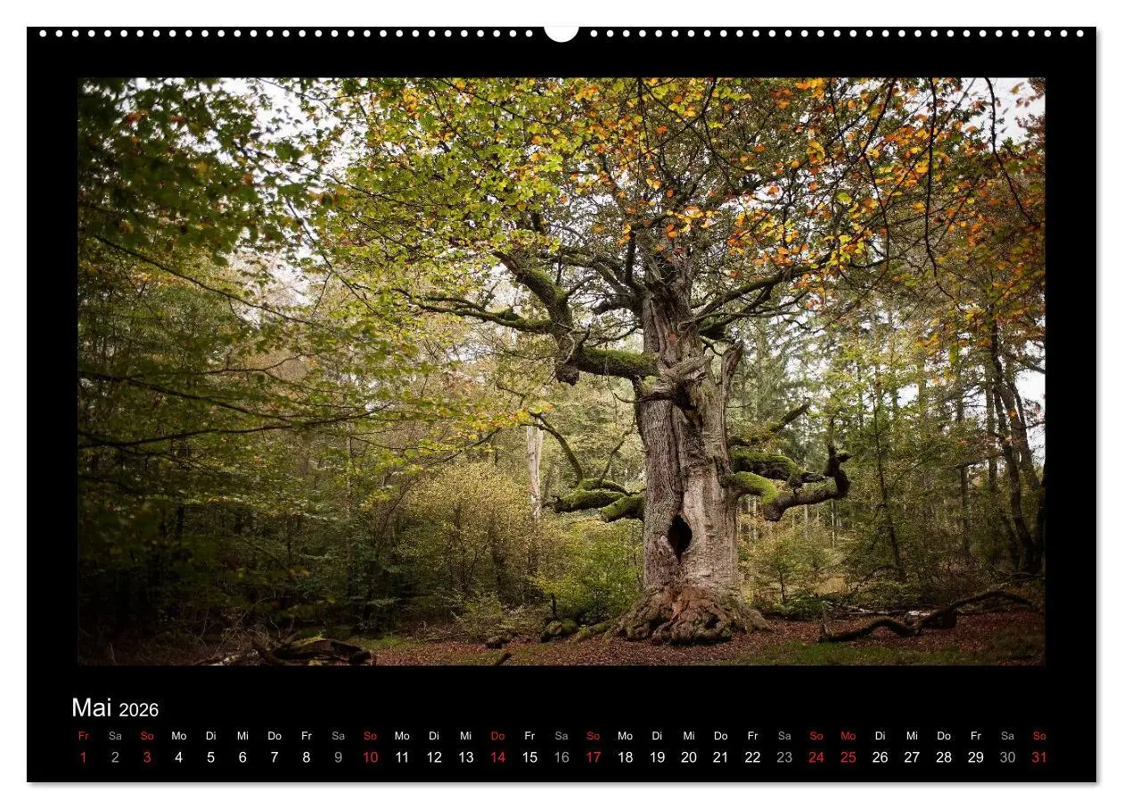 Bild: 9783516073690 | Märchenhafter Reinhardswald und Urwald Sababurg (Wandkalender 2026...