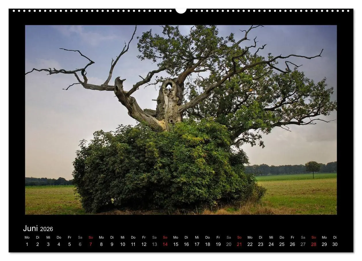 Bild: 9783516073690 | Märchenhafter Reinhardswald und Urwald Sababurg (Wandkalender 2026...