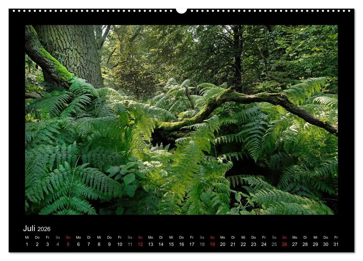 Bild: 9783516073690 | Märchenhafter Reinhardswald und Urwald Sababurg (Wandkalender 2026...