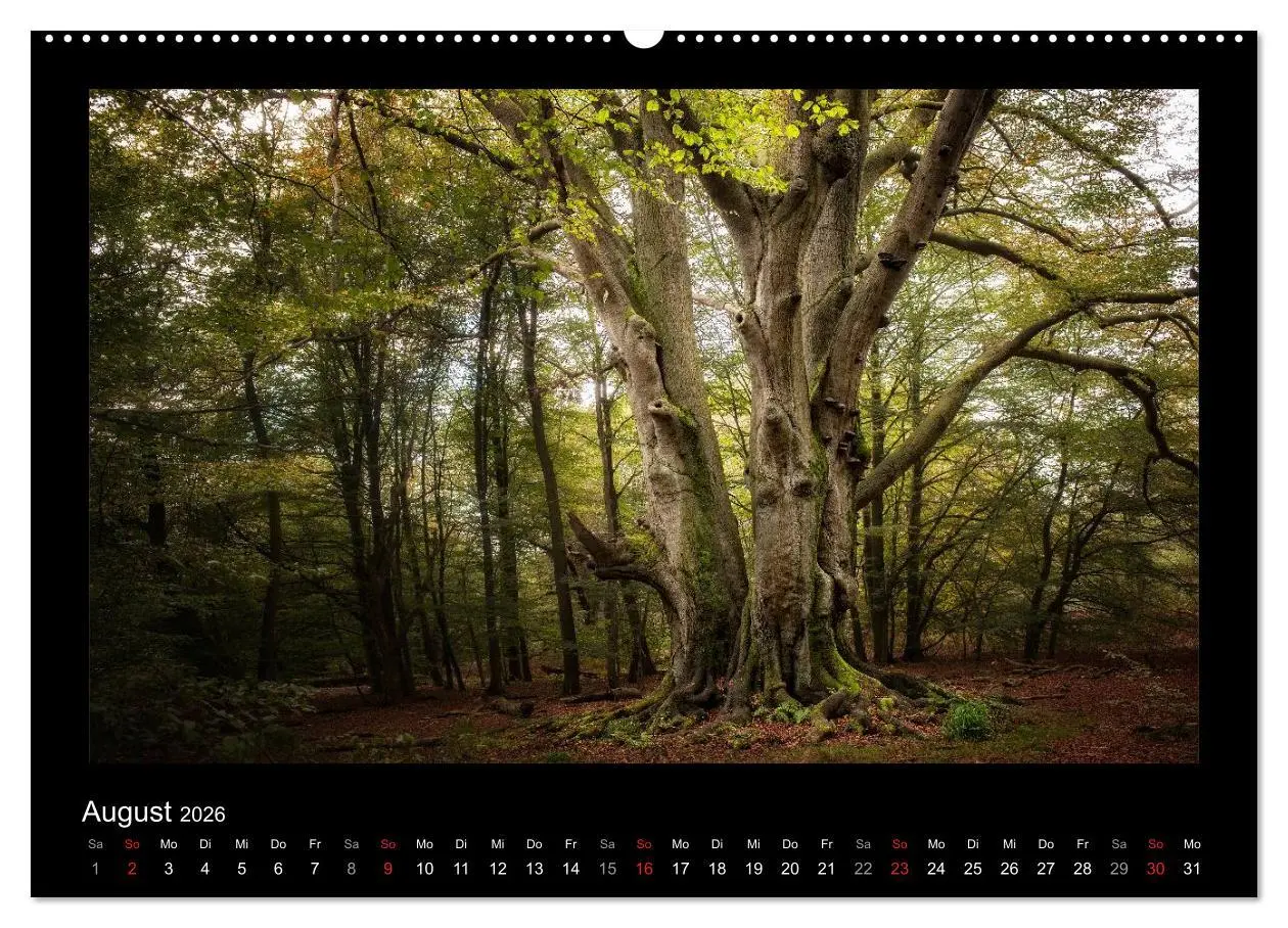 Bild: 9783516073690 | Märchenhafter Reinhardswald und Urwald Sababurg (Wandkalender 2026...