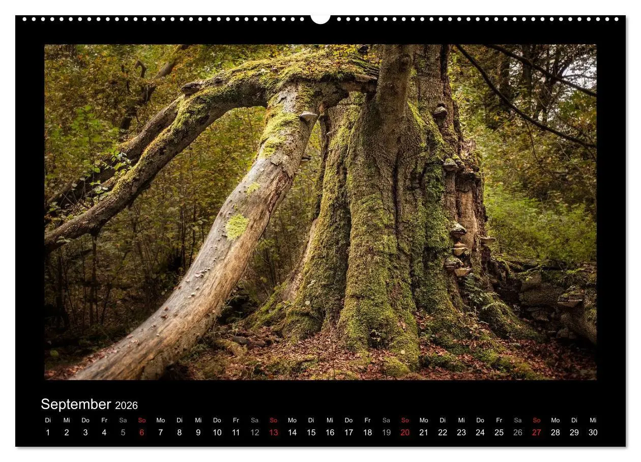Bild: 9783516073690 | Märchenhafter Reinhardswald und Urwald Sababurg (Wandkalender 2026...