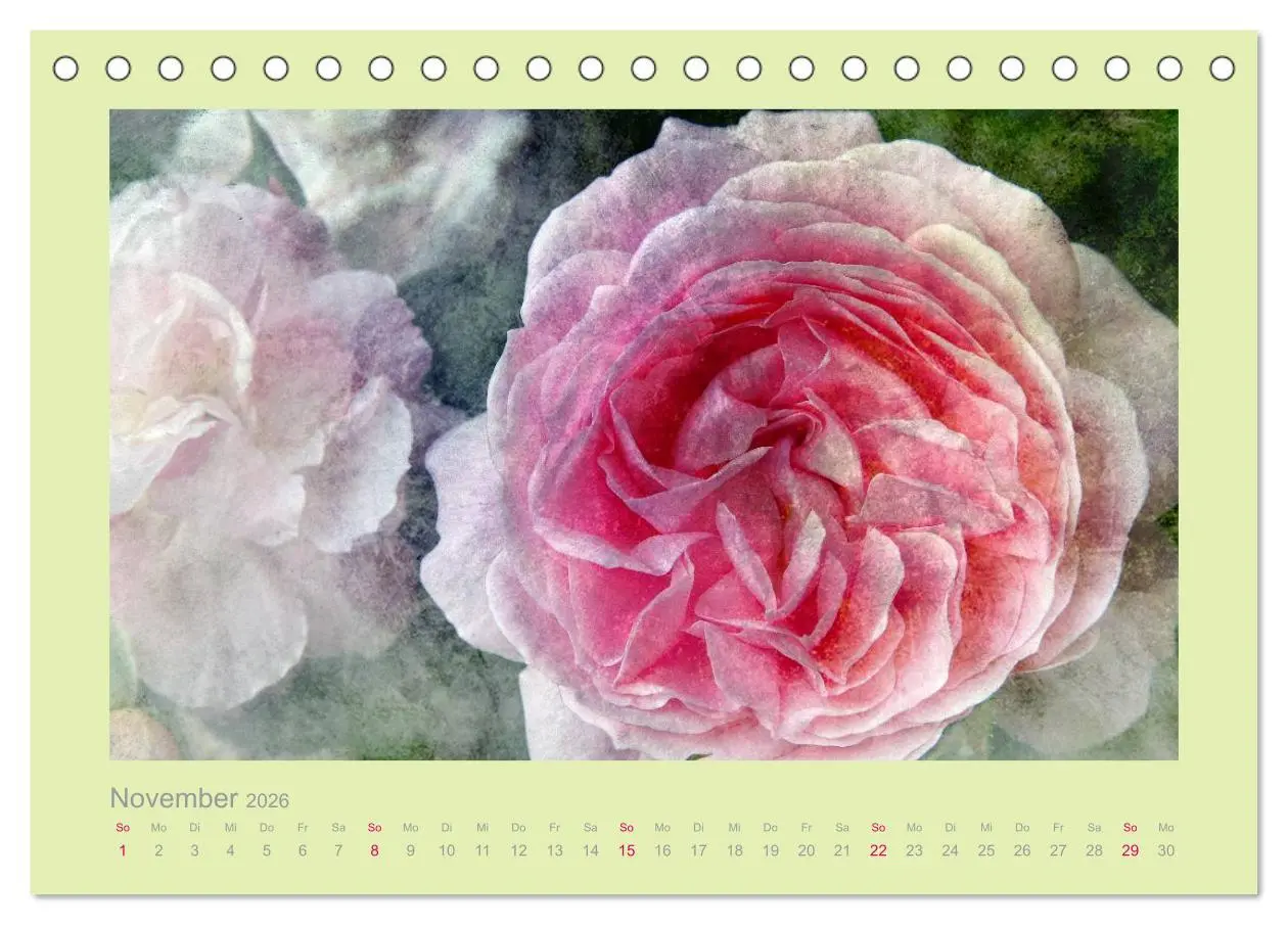 Bild: 9783516143690 | Romantische Rosen (Tischkalender 2026 DIN A5 quer), CALVENDO...