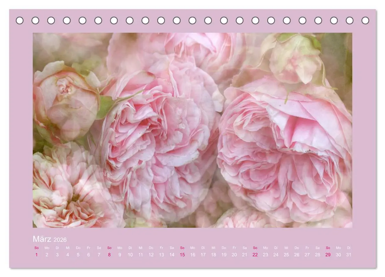 Bild: 9783516143690 | Romantische Rosen (Tischkalender 2026 DIN A5 quer), CALVENDO...