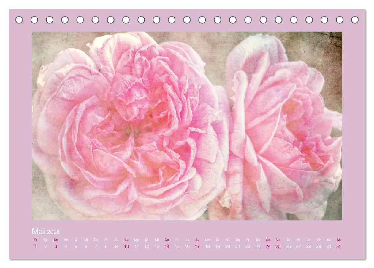 Bild: 9783516143690 | Romantische Rosen (Tischkalender 2026 DIN A5 quer), CALVENDO...