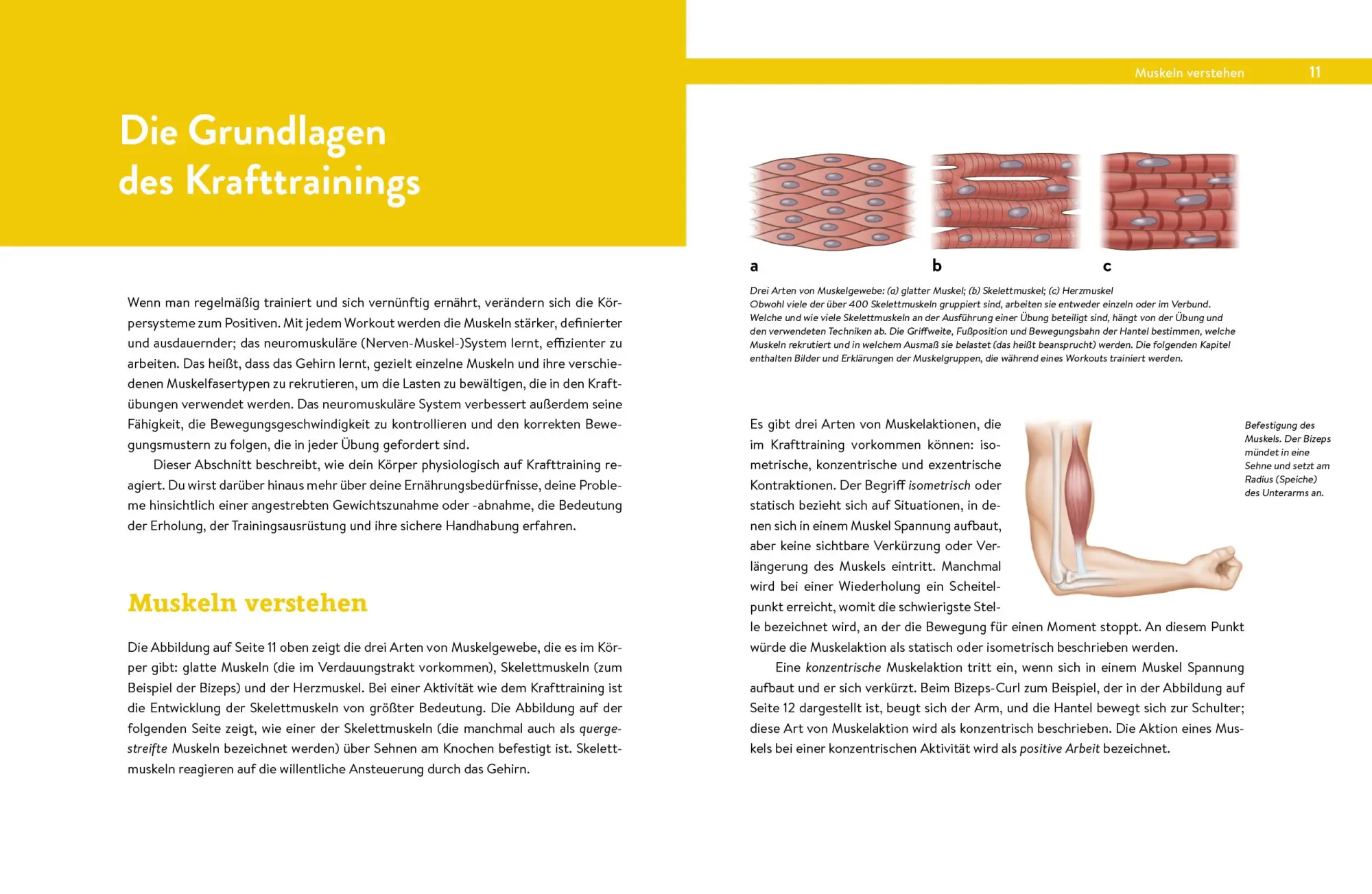 Bild: 9783742313690 | Krafttraining - Das Handbuch für Einsteiger | Baechle (u. a.) | Buch
