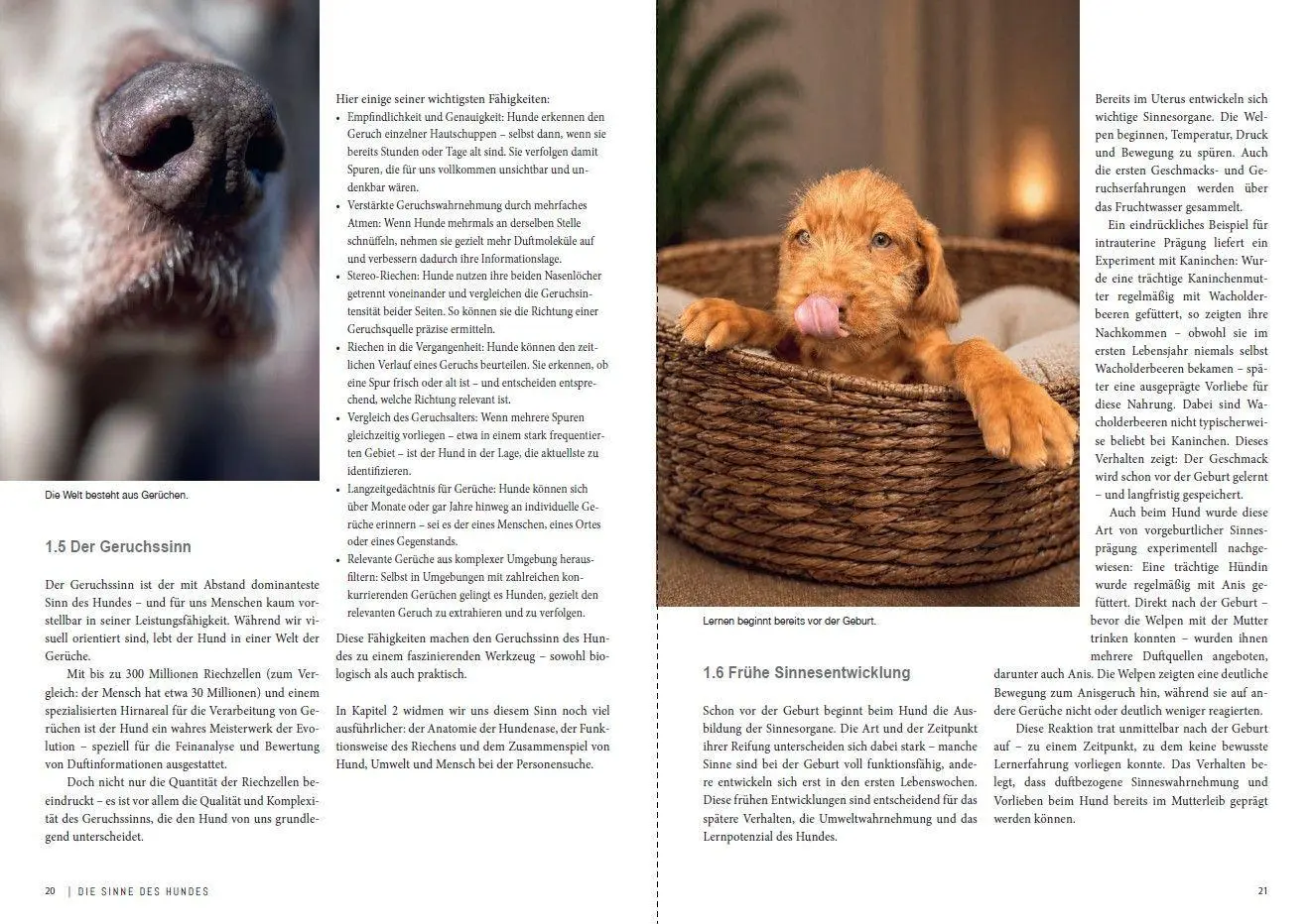 Bild: 9783275023790 | Dem Geruch auf der Spur | Geruchssinn verstehen bei Hund und Mensch