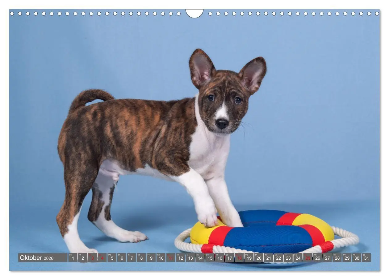 Bild: 9783457353790 | Der Basenji (Wandkalender 2026 DIN A3 quer), CALVENDO Monatskalender