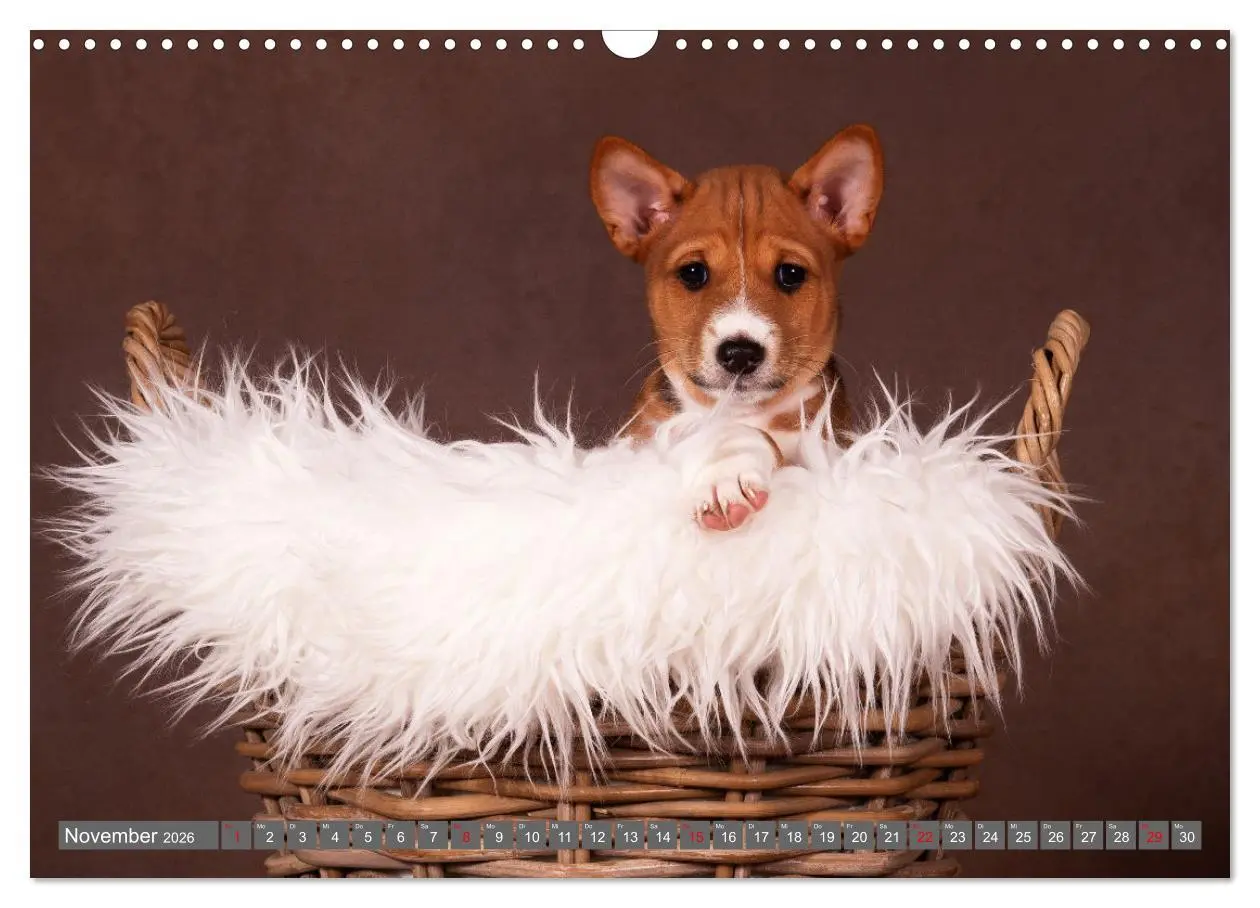Bild: 9783457353790 | Der Basenji (Wandkalender 2026 DIN A3 quer), CALVENDO Monatskalender