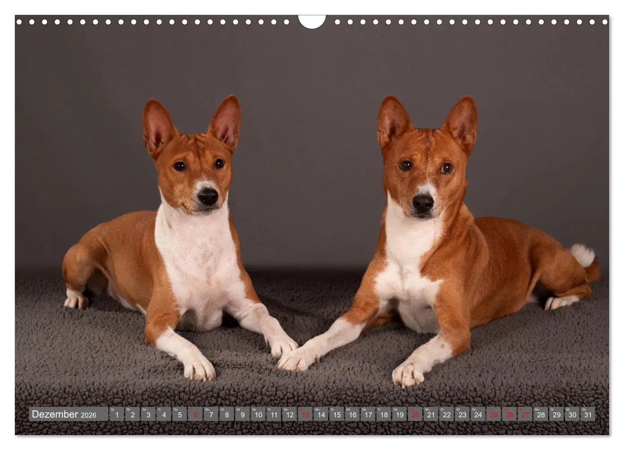Bild: 9783457353790 | Der Basenji (Wandkalender 2026 DIN A3 quer), CALVENDO Monatskalender