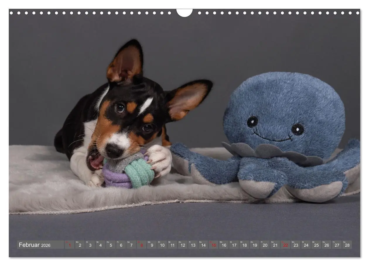 Bild: 9783457353790 | Der Basenji (Wandkalender 2026 DIN A3 quer), CALVENDO Monatskalender