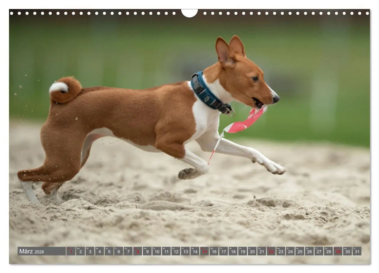Bild: 9783457353790 | Der Basenji (Wandkalender 2026 DIN A3 quer), CALVENDO Monatskalender