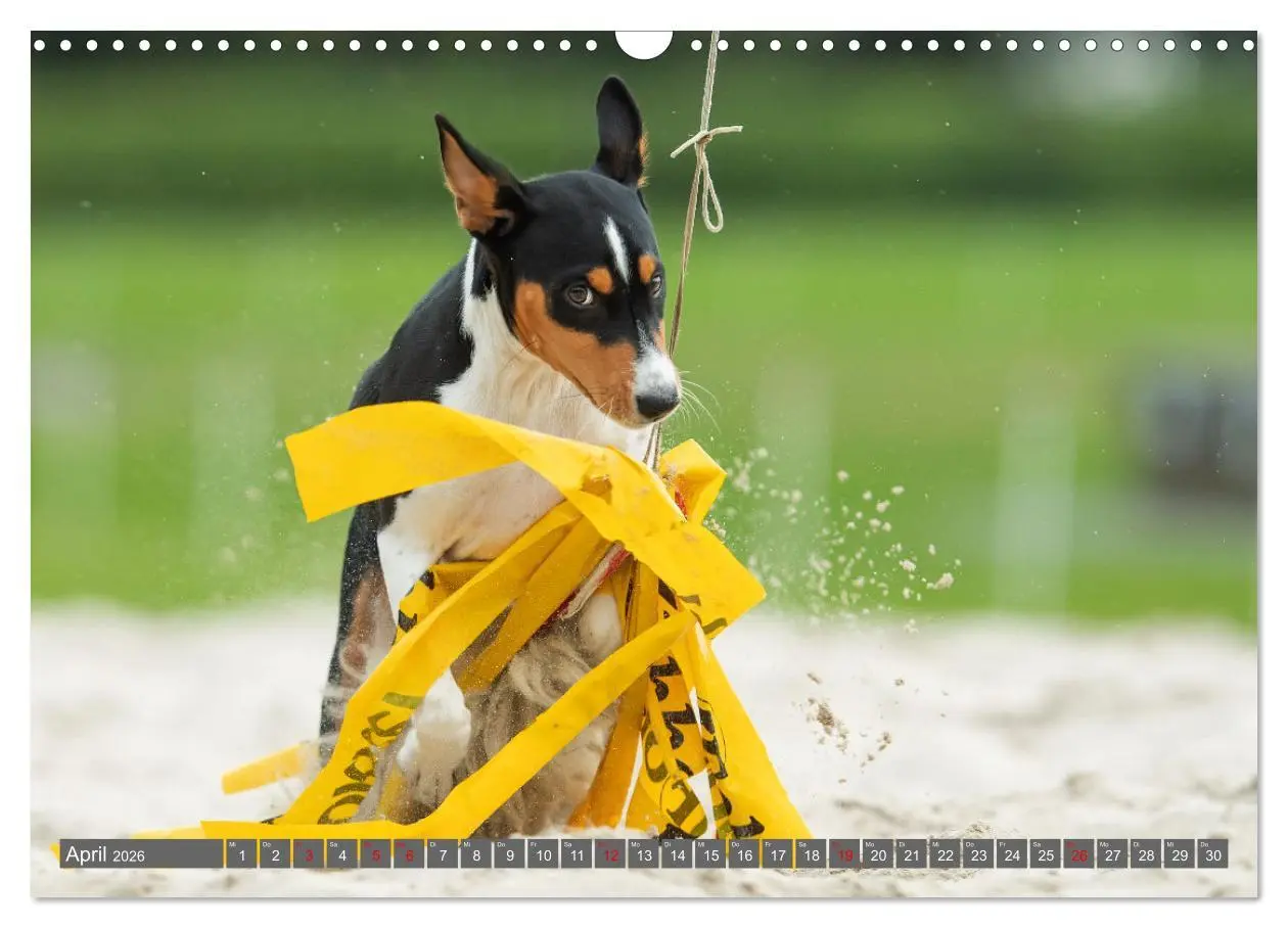 Bild: 9783457353790 | Der Basenji (Wandkalender 2026 DIN A3 quer), CALVENDO Monatskalender
