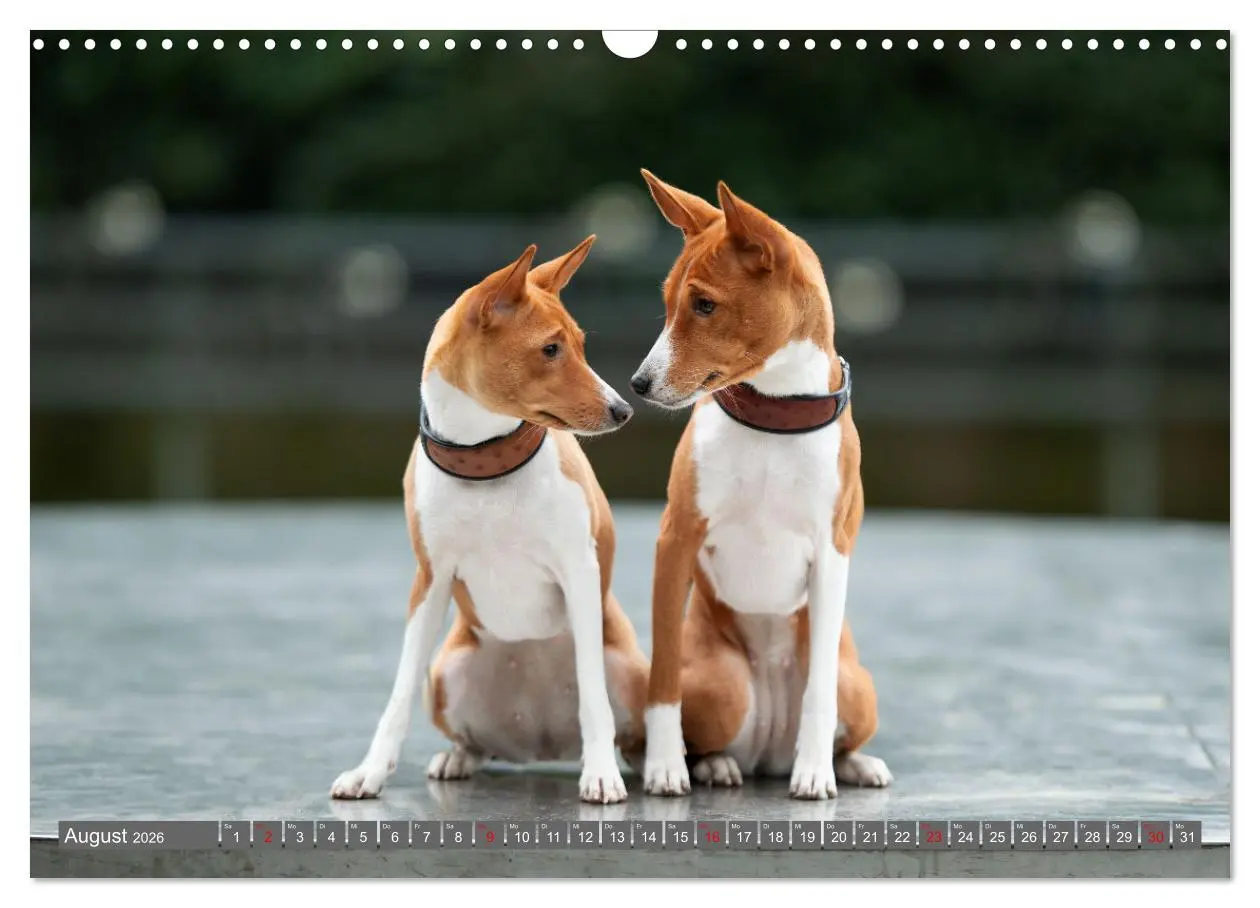 Bild: 9783457353790 | Der Basenji (Wandkalender 2026 DIN A3 quer), CALVENDO Monatskalender