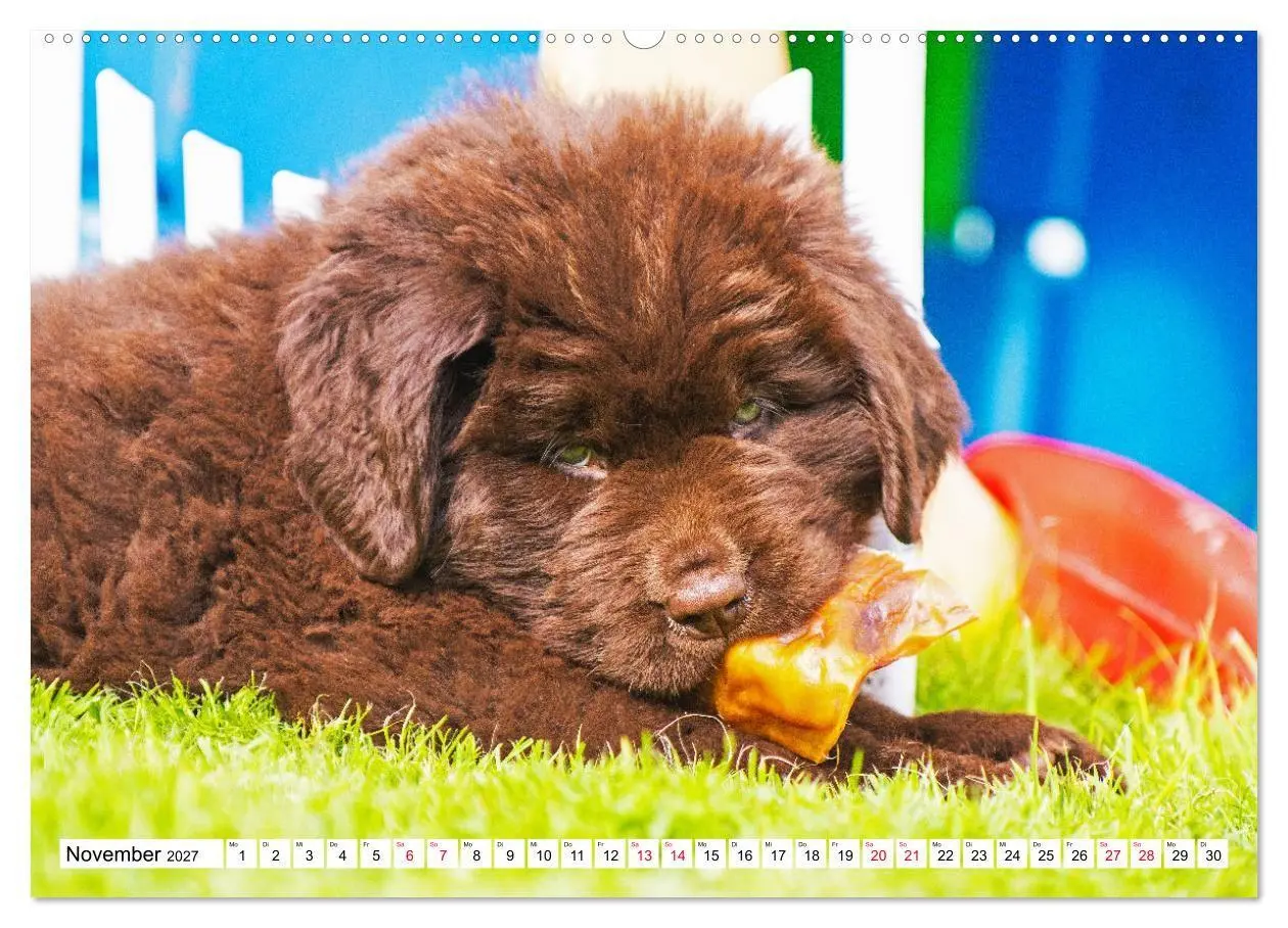 Bild: 9783569463790 | Neufundländer - Bilder aus der Kinderstube (Wandkalender 2027 DIN...