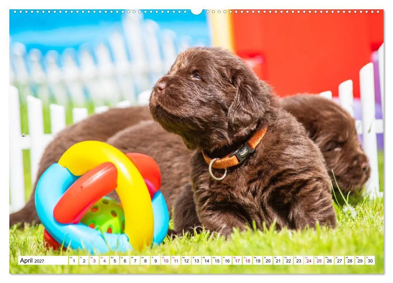 Bild: 9783569463790 | Neufundländer - Bilder aus der Kinderstube (Wandkalender 2027 DIN...