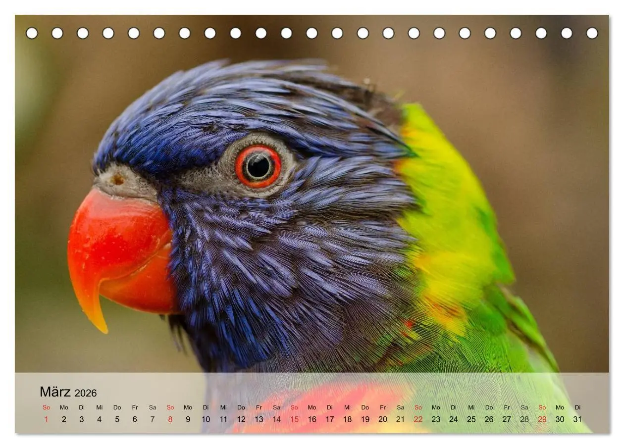Bild: 9783516053890 | Regenbogen Papageien (Tischkalender 2026 DIN A5 quer), CALVENDO...